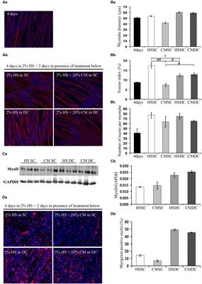 The Mechanical Stimulation of Myotubes Counteracts the Effects of Tumor-Derived Factors Through the Modulation of the Activin/Follistatin Ratio